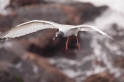 053 Swallow tailed gull 11